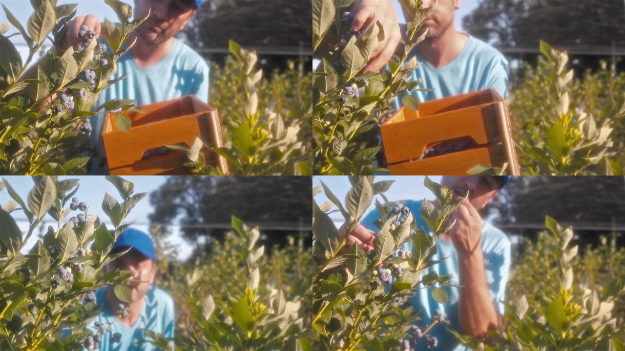农民在农场采摘新鲜蓝莓。