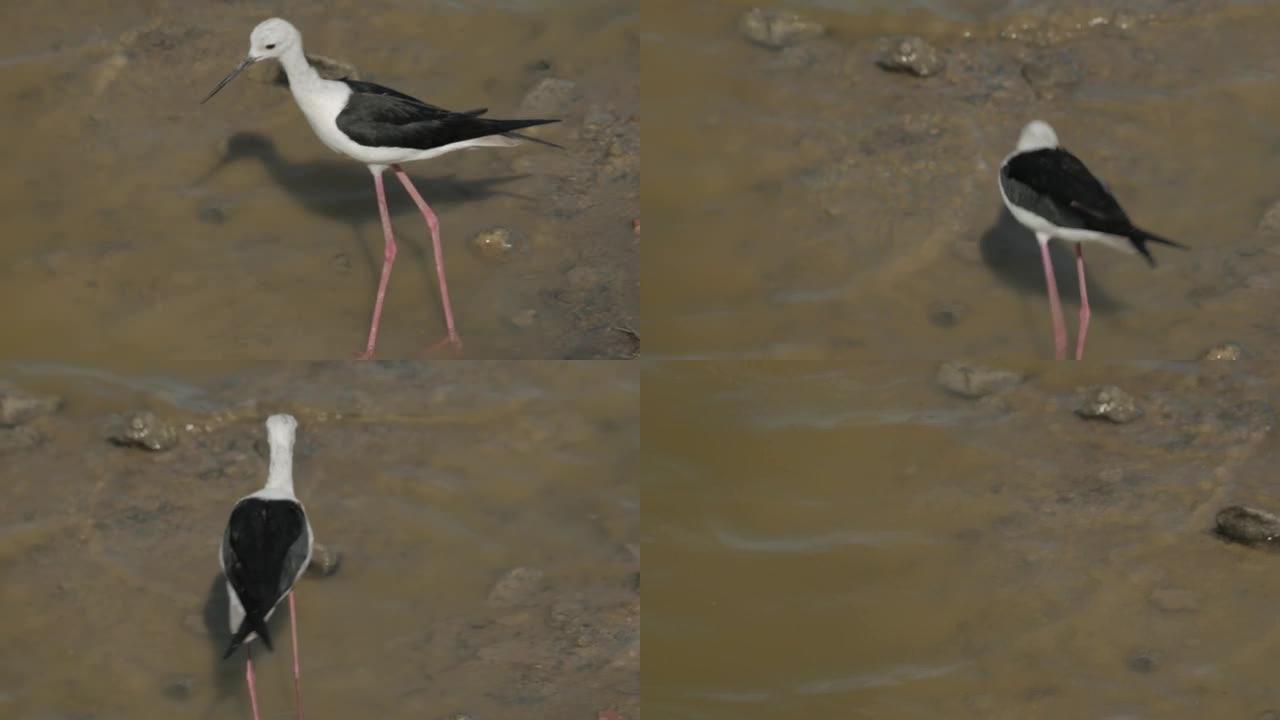 意大利骑士Himantopus himantopus在池塘岸边漫步