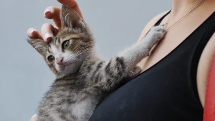 一只可爱的灰色小猫meykun紧紧抓住一个美丽的女人的胸部，用爪子抚摸着女人脖子上的吊坠。年轻漂亮的