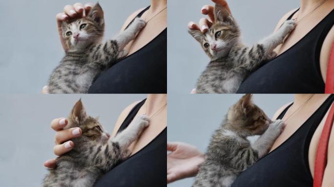 一只可爱的灰色小猫meykun紧紧抓住一个美丽的女人的胸部，用爪子抚摸着女人脖子上的吊坠。年轻漂亮的