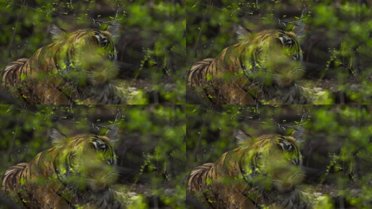 一只皇家孟加拉虎幼崽在Ranthambore老虎保护区的森林中打哈欠