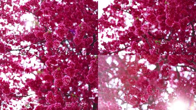 寒绯樱红色的花
