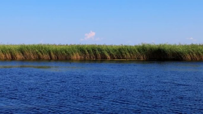 扎龙湿地的芦苇沼泽