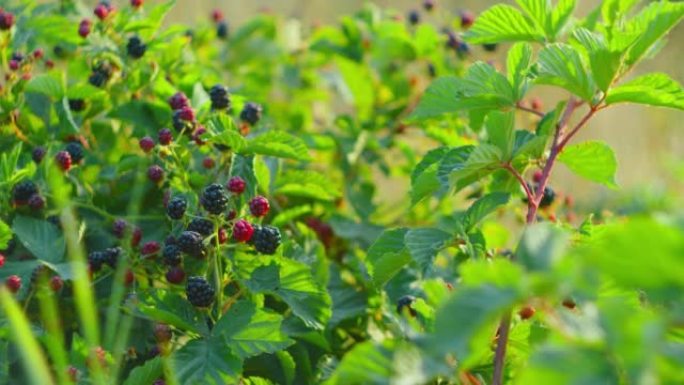 室外灌木丛上的黑莓。野生森林浆果。一堆露莓挂在绿叶的多刺灌木上。新鲜有机黑树莓，悬钩子成熟，慢动作特