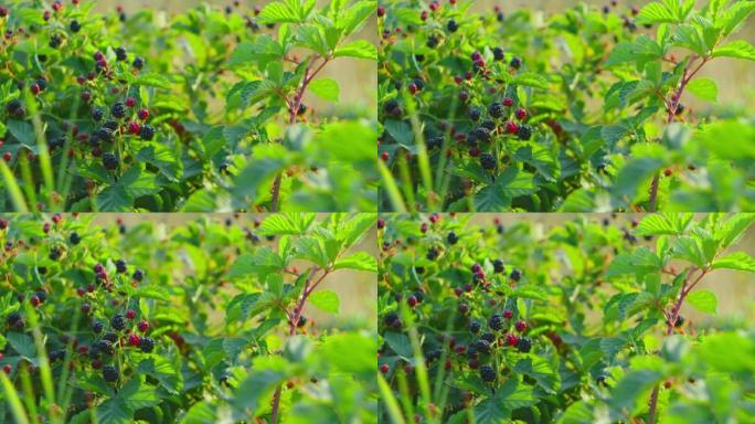 室外灌木丛上的黑莓。野生森林浆果。一堆露莓挂在绿叶的多刺灌木上。新鲜有机黑树莓，悬钩子成熟，慢动作特