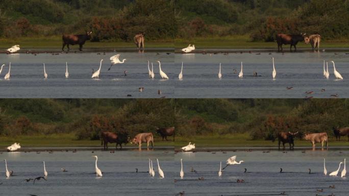 大白鹭 (Ardea alba) 在浅瓦狩猎，而鸬鹚则在抓鱼