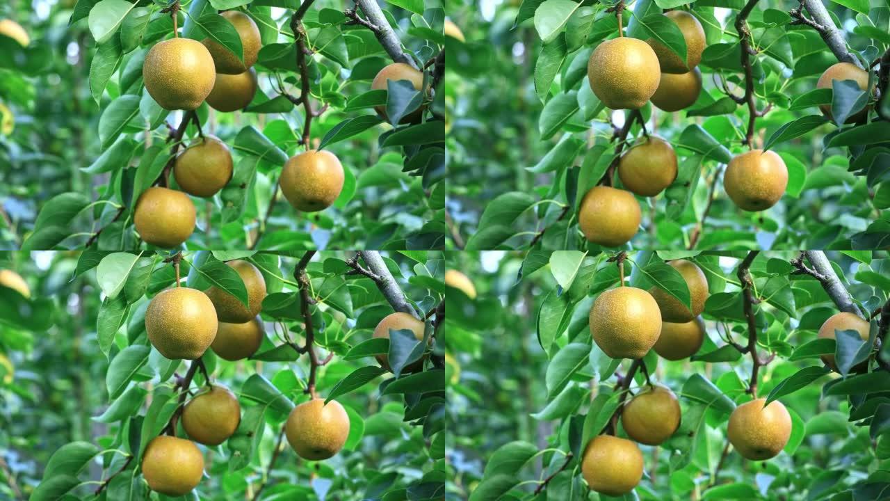 梨树上生长的新鲜梨