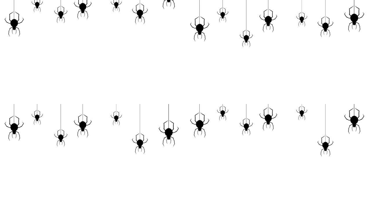 万圣节派对背景蜘蛛挂在白色背景4K的蜘蛛网上