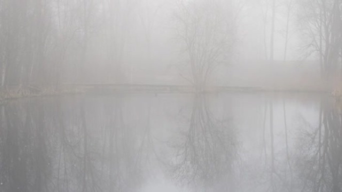 裸树水倒影和雾蒙蒙的冬季早晨场景，向上倾斜