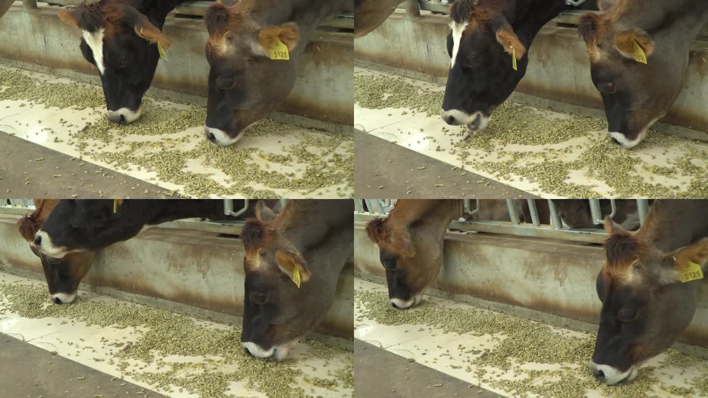 牛棚 现代化养殖 农业 肉牛 牛场 养殖