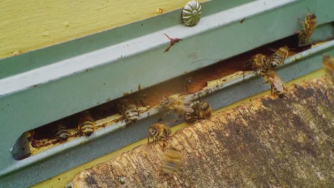 延时，快速运动。养蜂。蜜蜂蜂巢入口旁边的蜜蜂特写镜头。欧洲蜜蜂。养蜂场