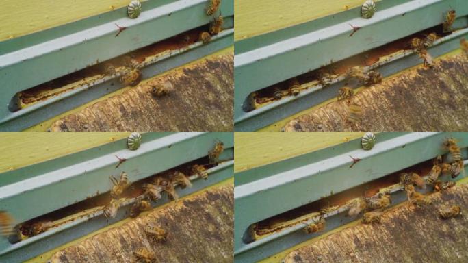 延时，快速运动。养蜂。蜜蜂蜂巢入口旁边的蜜蜂特写镜头。欧洲蜜蜂。养蜂场
