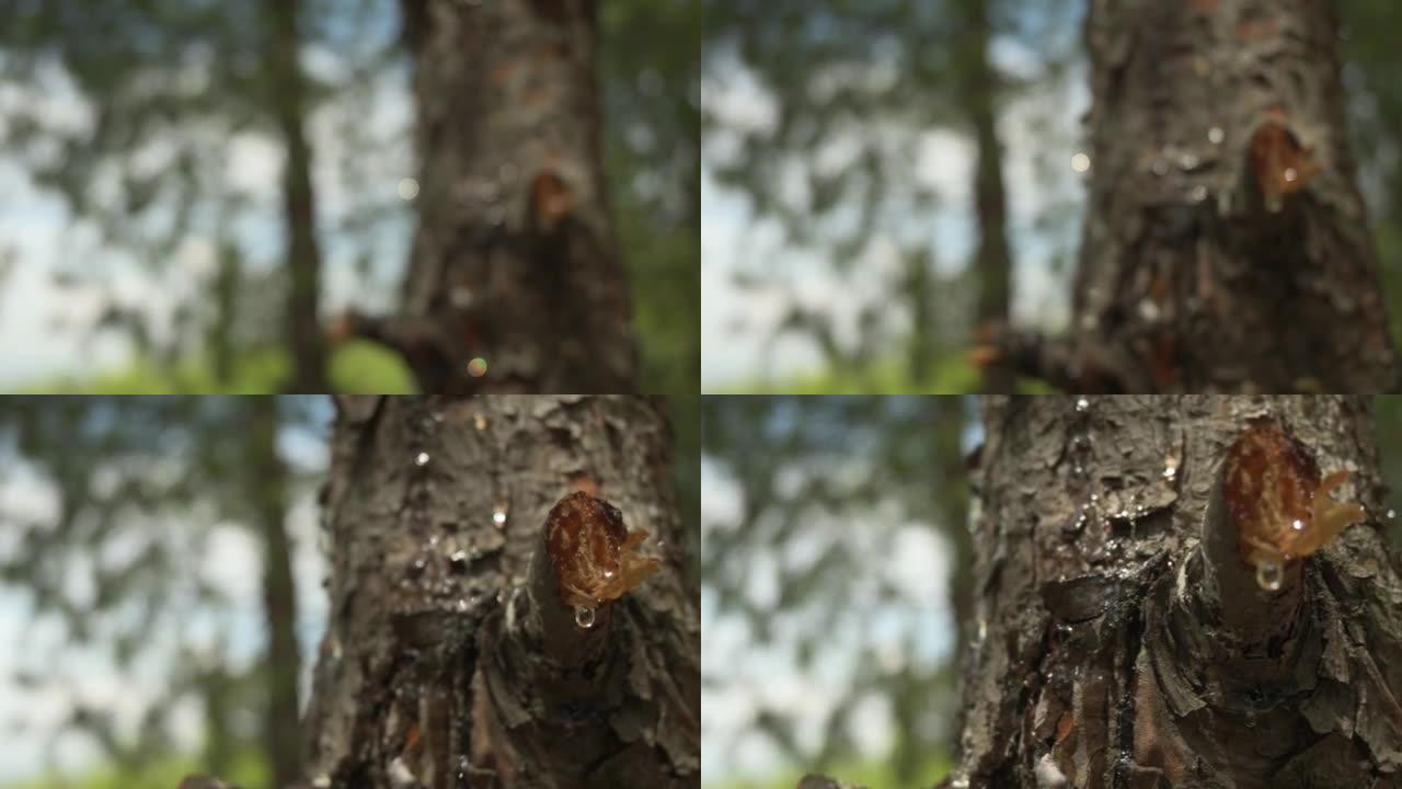 特写视频显示树脂从松树干中奔跑