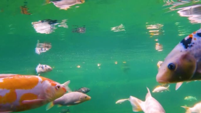 一群日本锦鲤在水下游泳。