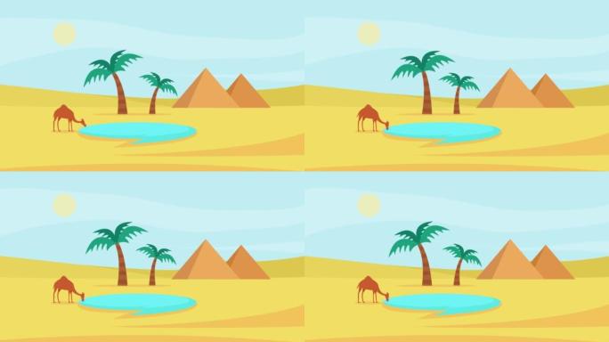 干渴的骆驼在绿洲沙漠中喝水
