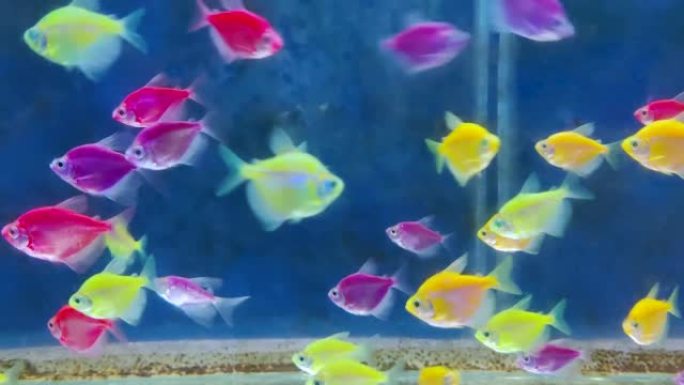 水族馆有不同颜色的四色鱼或glofish或fluracent鱼。选择性聚焦