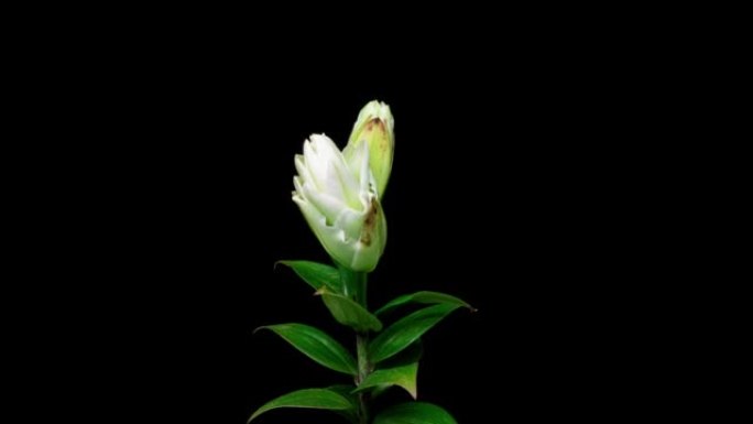 Time lapse of white terry lily flower opening in p