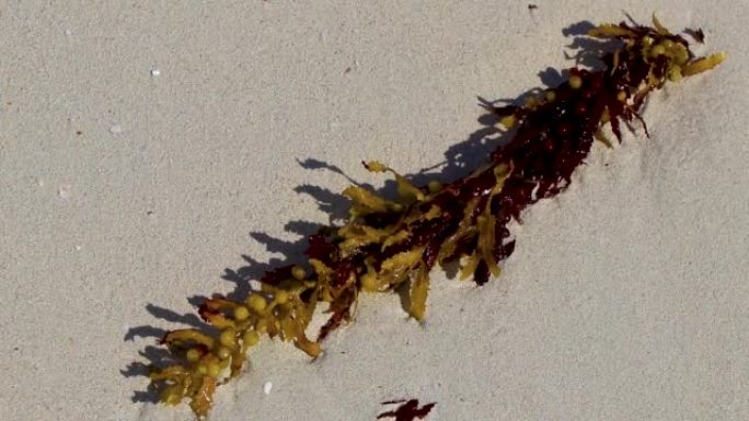 Fresh yellow seaweed seagrass sargazo beach Playa 