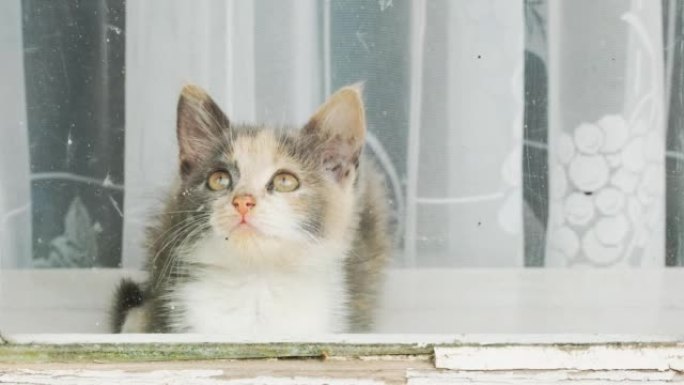 一只小猫的肖像，它坐在窗台上，看着窗外的街道。家猫。好奇有趣可爱的宠物从旧窗户向外看。五颜六色的小猫