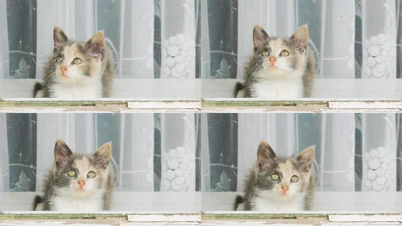 一只小猫的肖像，它坐在窗台上，看着窗外的街道。家猫。好奇有趣可爱的宠物从旧窗户向外看。五颜六色的小猫