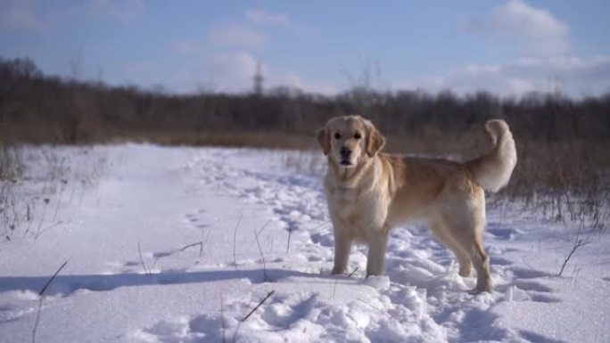 站在雪地上的金毛猎犬狗