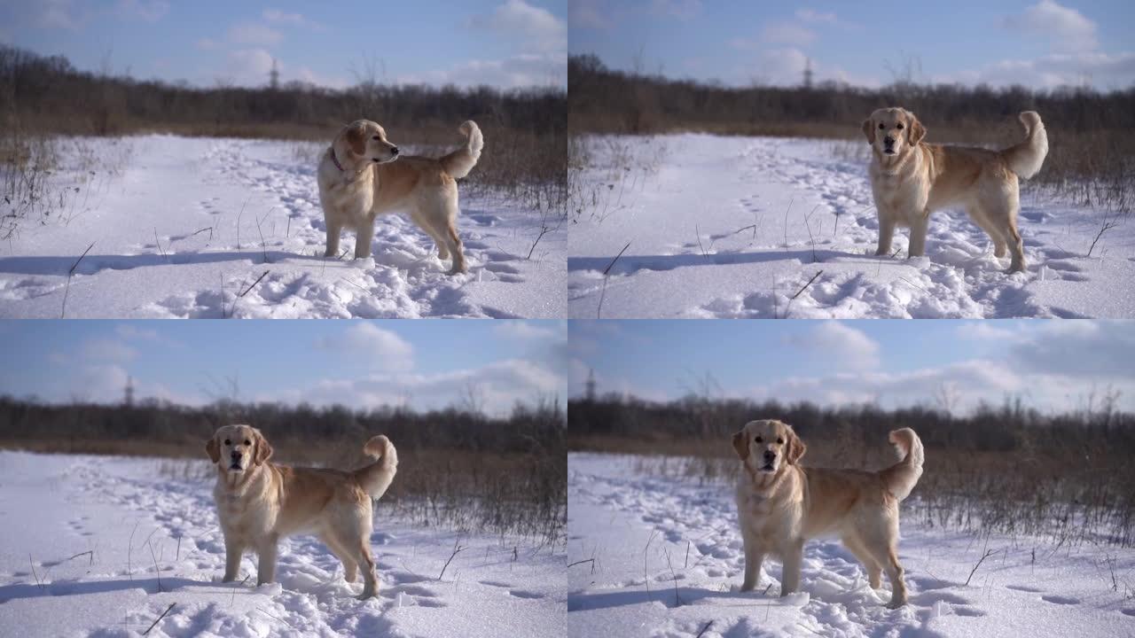 站在雪地上的金毛猎犬狗
