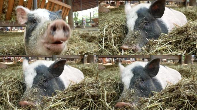 一只大猪躺在农场的干草里