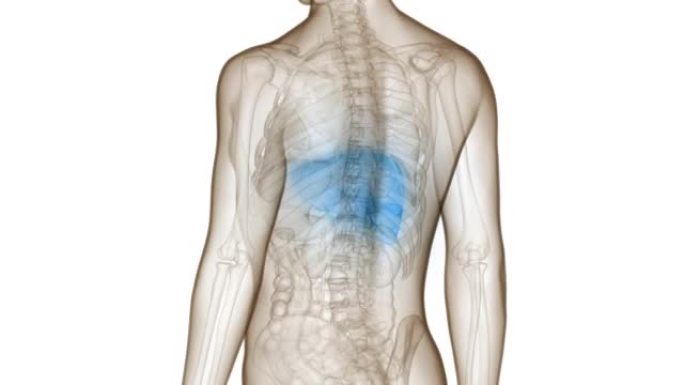 人体内消化器官肝脏解剖动画概念