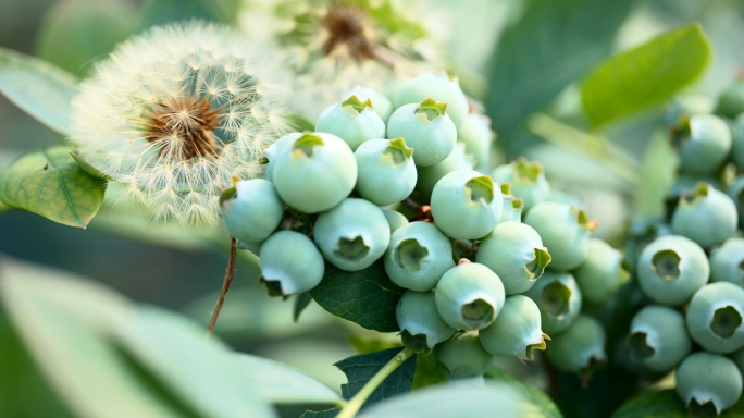 春天蓝莓正在开花坐果