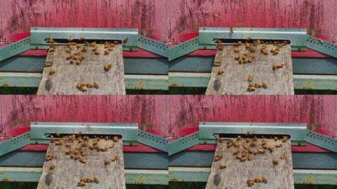 养蜂。近距离蜜蜂飞进飞出蜂巢。欧洲蜜蜂