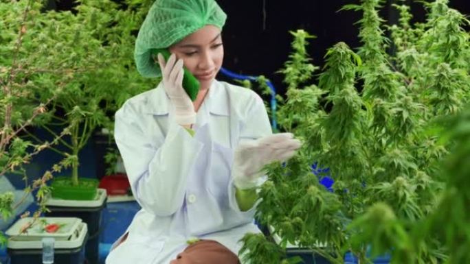 穿着实验室外套的亚洲女科学家观察大麻的生长情况，并使用智能手机与某人通话。