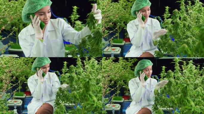 穿着实验室外套的亚洲女科学家观察大麻的生长情况，并使用智能手机与某人通话。