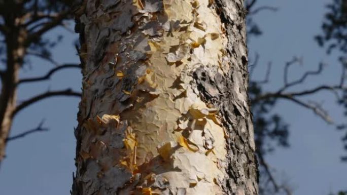 爱沙尼亚松树的树皮剥落