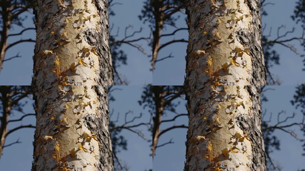 爱沙尼亚松树的树皮剥落