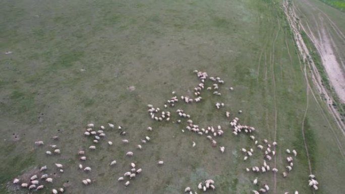 干草牧场羊群的空中缩小视图