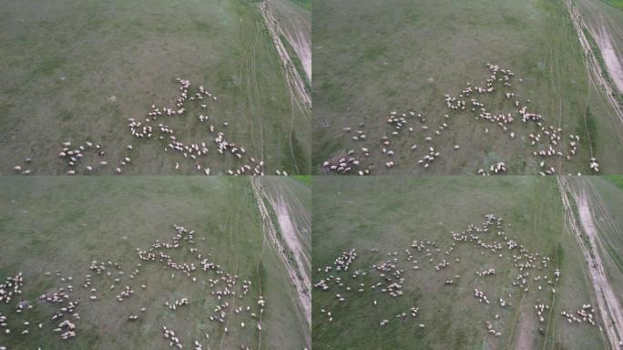 干草牧场羊群的空中缩小视图