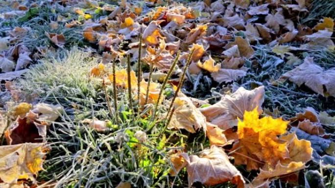 第一天早晨，在干燥的枫叶和草地上结霜。深秋晴天的大气气氛。天气预报背景。丰富多彩的自然细节。冬季开始