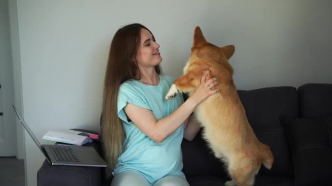 Pregnant woman with Corgi dog working online with 