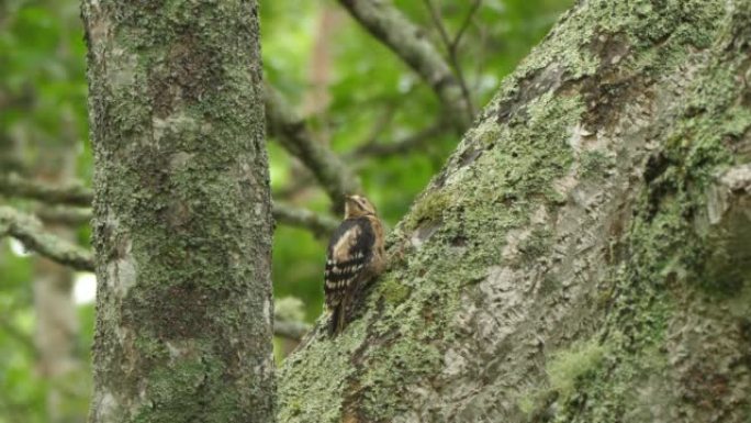 大斑啄木鸟 (Dendrocopos major) 千岛群岛