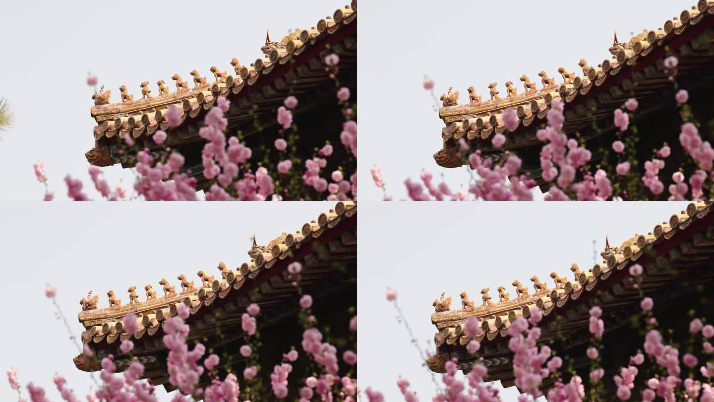 春天北京故宫博物院内绽放的樱花