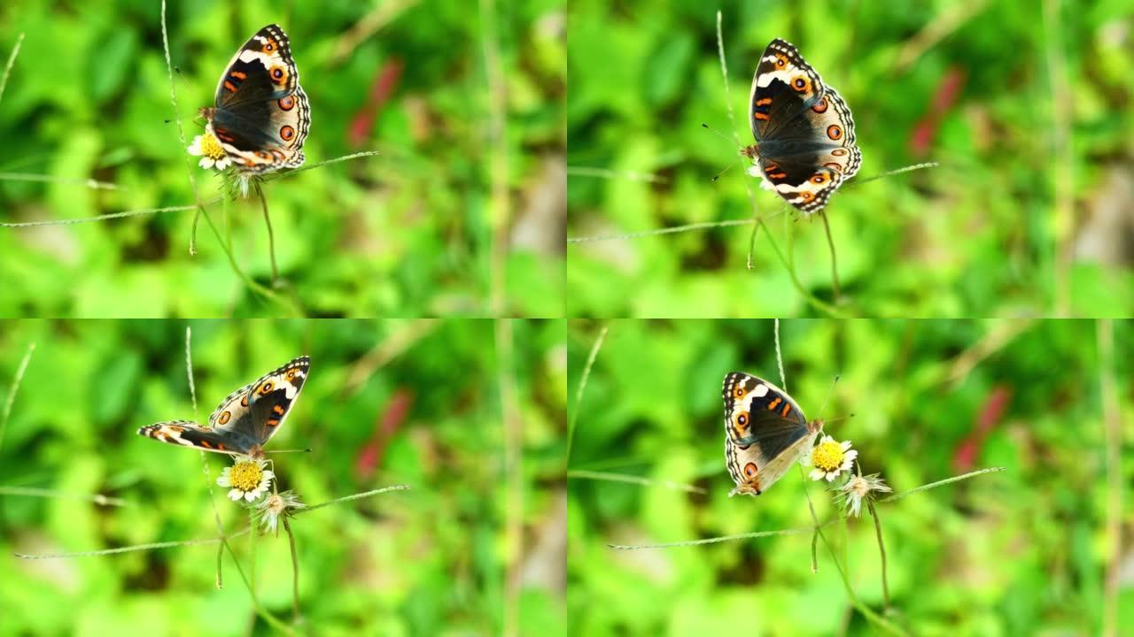 雌性蓝色三色堇蝴蝶在西班牙针花上寻找花蜜
