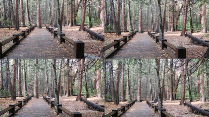 秋季加州森林的木制走秀桥。木板路步道上的行人天桥