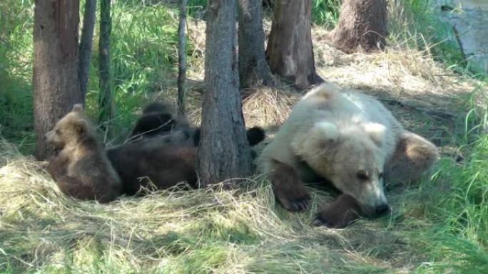 灰熊的母亲和幼崽在阿拉斯加休息