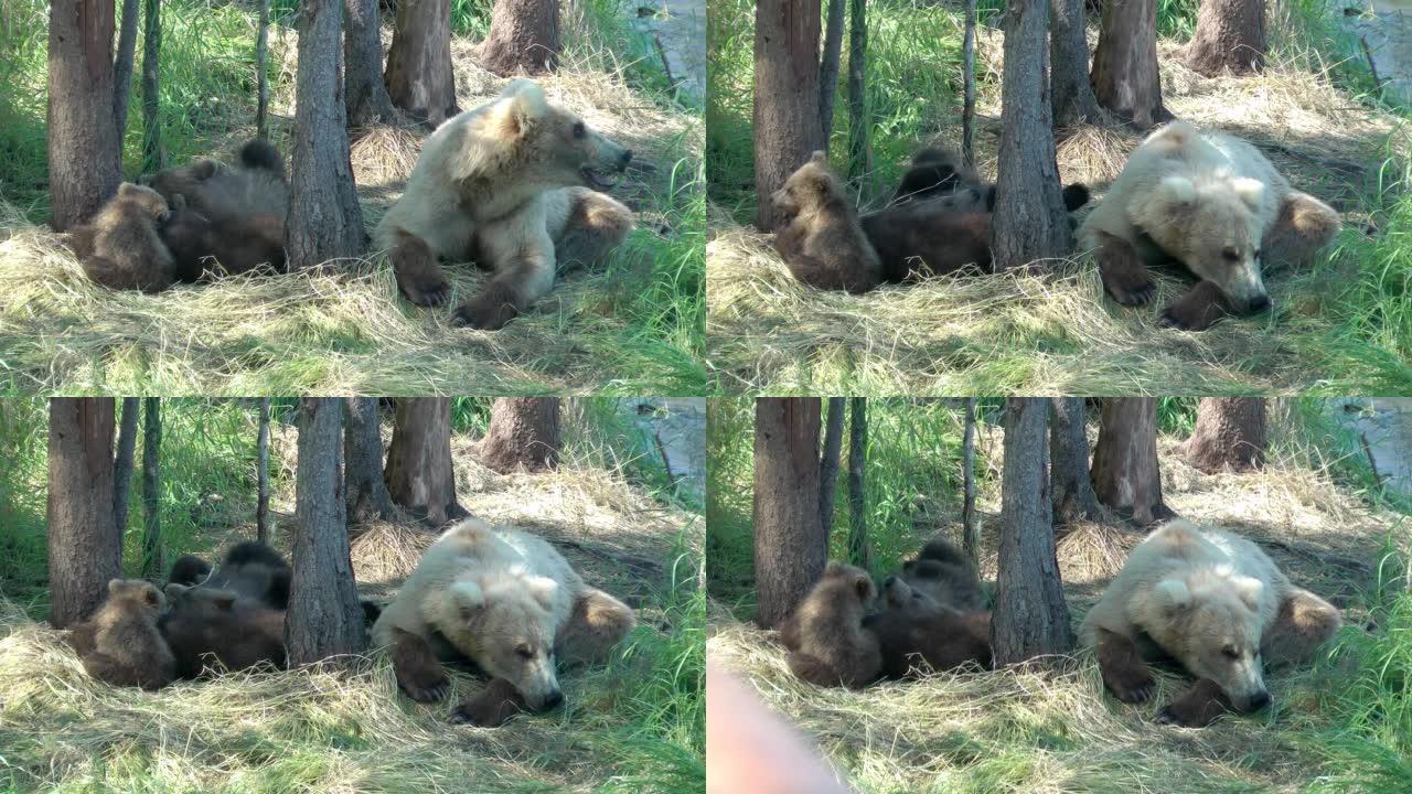 灰熊的母亲和幼崽在阿拉斯加休息