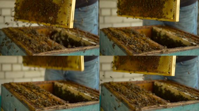 一个人拿着一个带有蜂窝的框架，双手剧烈运动，使蜜蜂掉落。蜜蜂落在蜂巢上。慢动作。