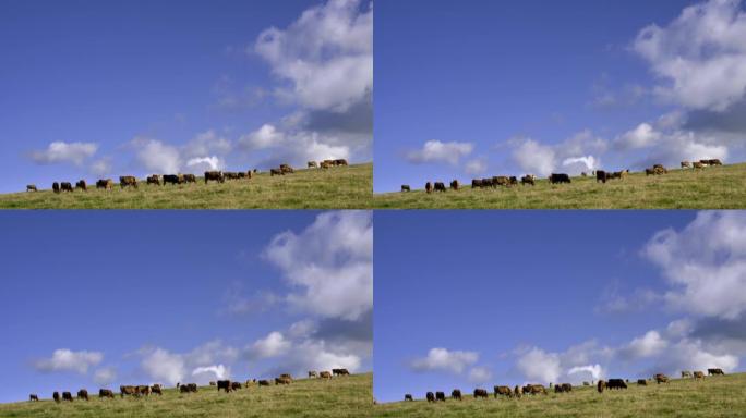秋天在山上放牧的褐牛群