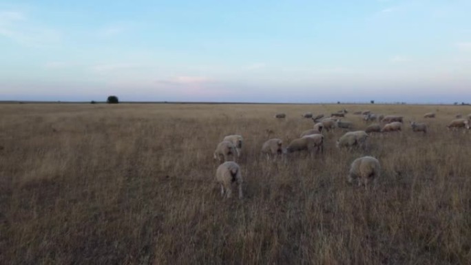 日落时分的绵羊和羔羊农场。