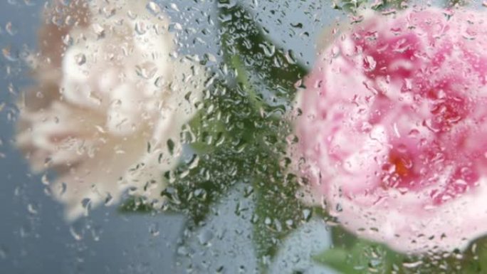 水雨滴，湿窗玻璃，牡丹花盛开。植物花卉