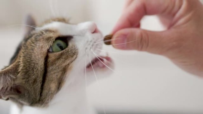 女人用零食喂养她的猫