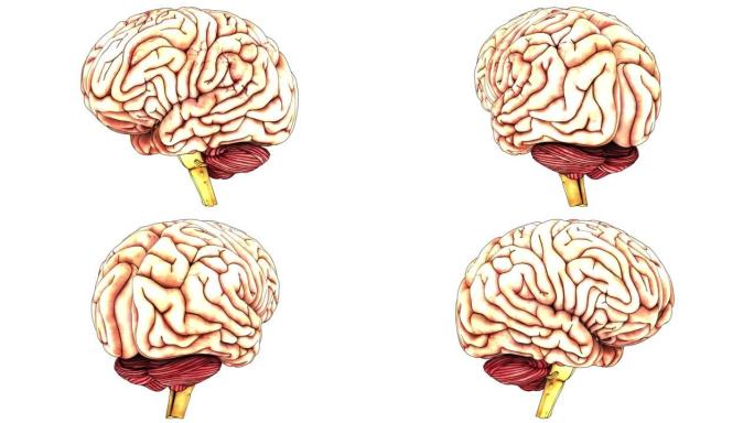 人体神经系统中枢器官脑解剖动画概念